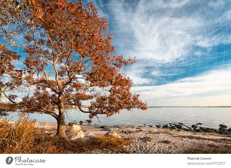 sea air Wellness Harmonious Well-being Contentment Senses Relaxation Calm Summer Sun Beach Environment Nature Landscape Plant Elements Sky Clouds Autumn Climate