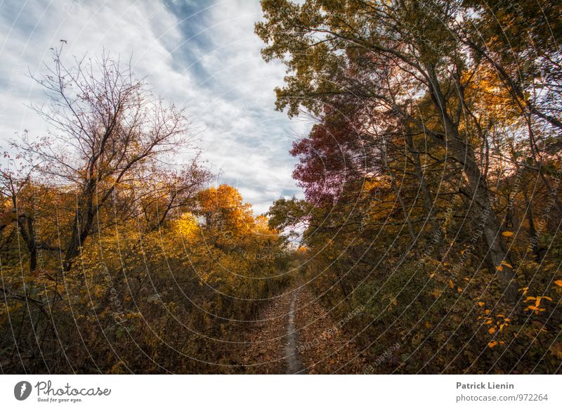 forest path Wellness Harmonious Well-being Contentment Senses Relaxation Vacation & Travel Tourism Trip Adventure Far-off places Freedom Hiking Environment