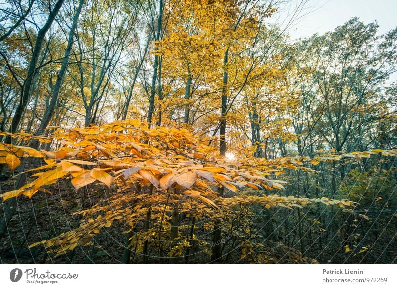 colour forest Well-being Contentment Senses Relaxation Calm Tourism Trip Adventure Far-off places Freedom Environment Nature Landscape Elements Autumn Climate