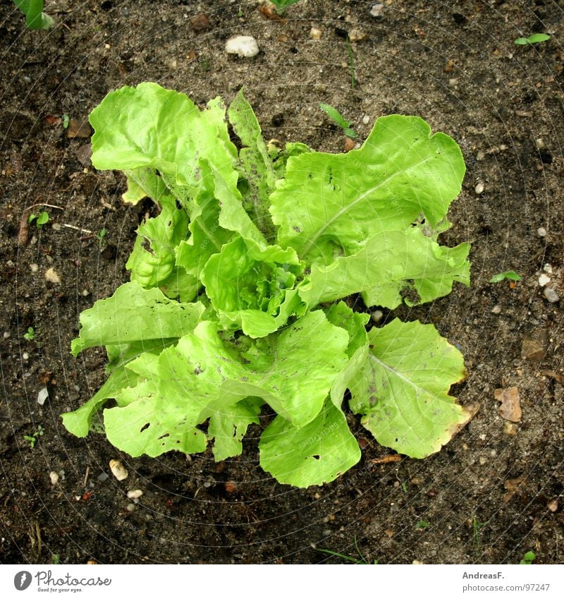 salad Lettuce Garden Bed (Horticulture) Gardener Vitamin Green Iceberg lettuce Vegetarian diet Salad leaf Fresh Healthy Plant Vegetable allotment holder Earth