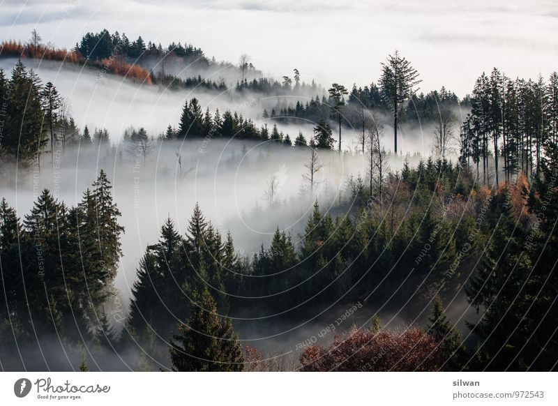 mystical view #2 Nature Landscape Autumn Weather Beautiful weather Fog Tree Forest Esthetic Dark Gigantic Soft Brown Gray Black White Secrecy Calm Dream