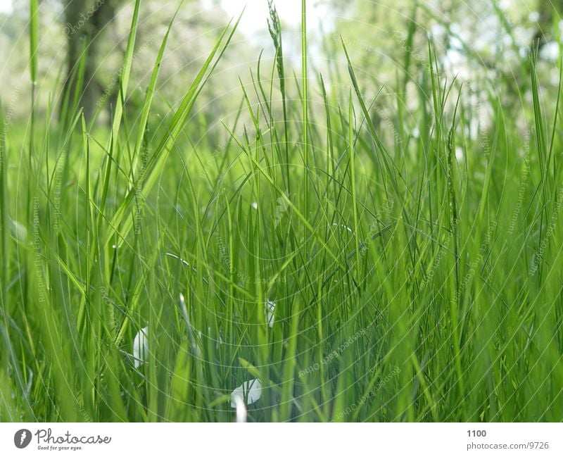 meadow view Meadow Grass Under Worm's-eye view Green Blade of grass Looking Lawn