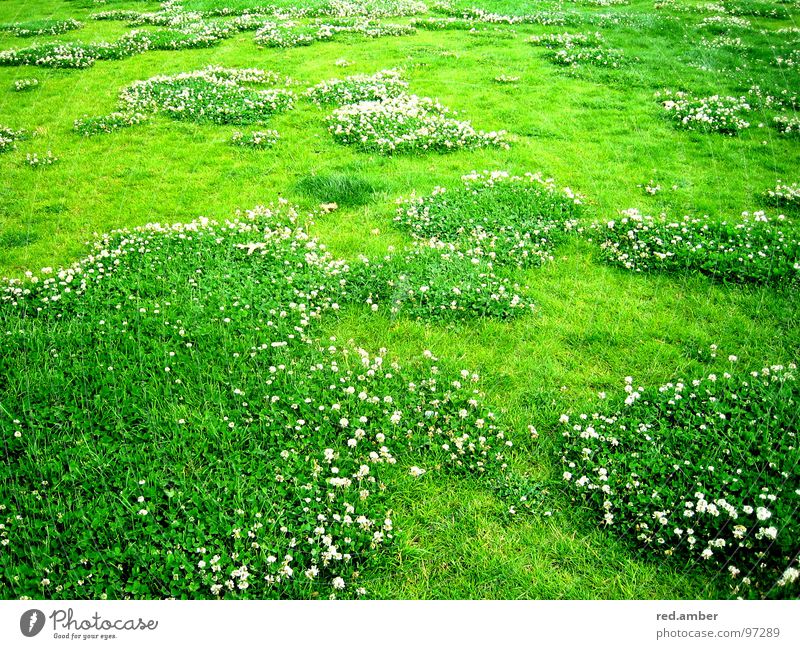 crystal clear. Flower Grass Green Soft Comforting Appealing Spring Summer Exterior shot Blanket Refreshment