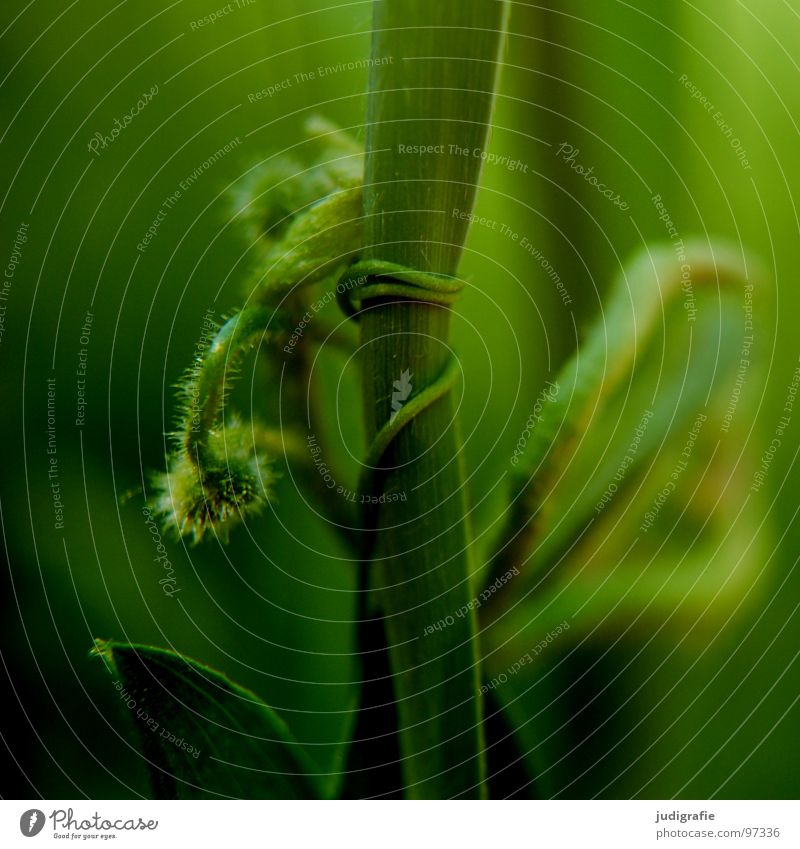 grass Tendril Grass Plant Heathland Stalk Red Brown Green Black Summer Environment Growth Flourish Meadow Beautiful 2 Thorny Colour embrace Wild animal Nature