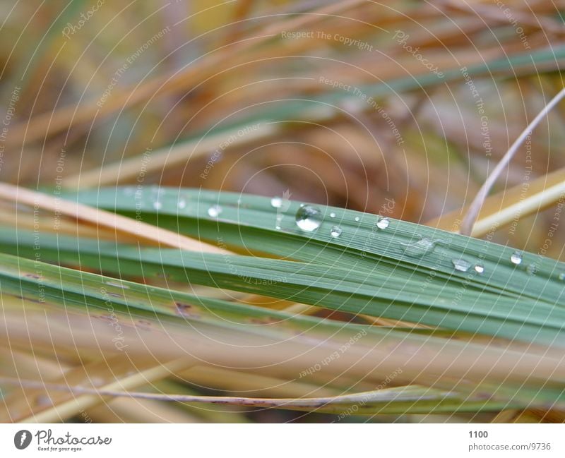 blades of grass Grass Blade of grass Rope Drops of water Macro (Extreme close-up)