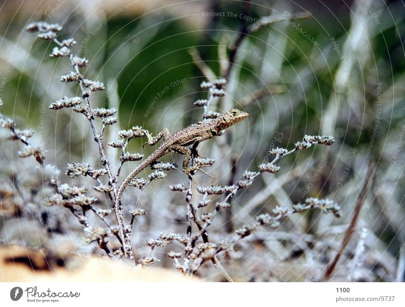 lizard Lizards Saurians Grass Bushes Floor covering Sand