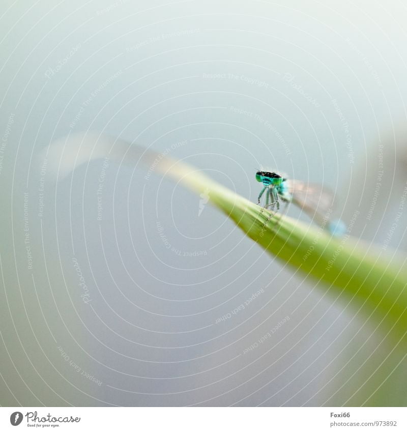 fly / first a break Nature Water Summer Grass Wild plant Common Reed Lakeside Pond Wild animal Animal face Dragonfly Insect Articulate animals 1 Natural Blue