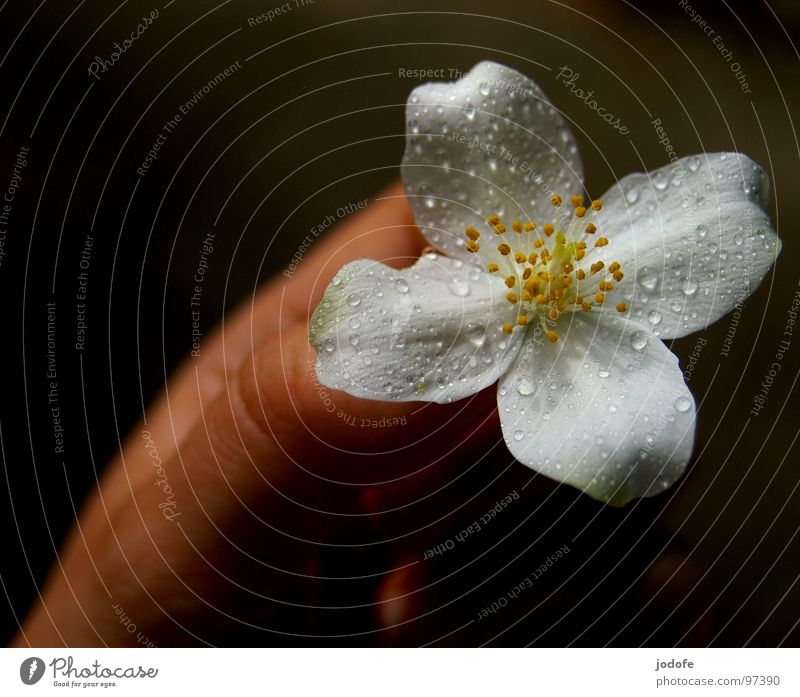 for you... Flower Blossom Hand Blossom leave Rain Drops of water Blossoming Dark Bright Foreground Four-leaved White Calm Peace Pure Picked Plant Spring Summer