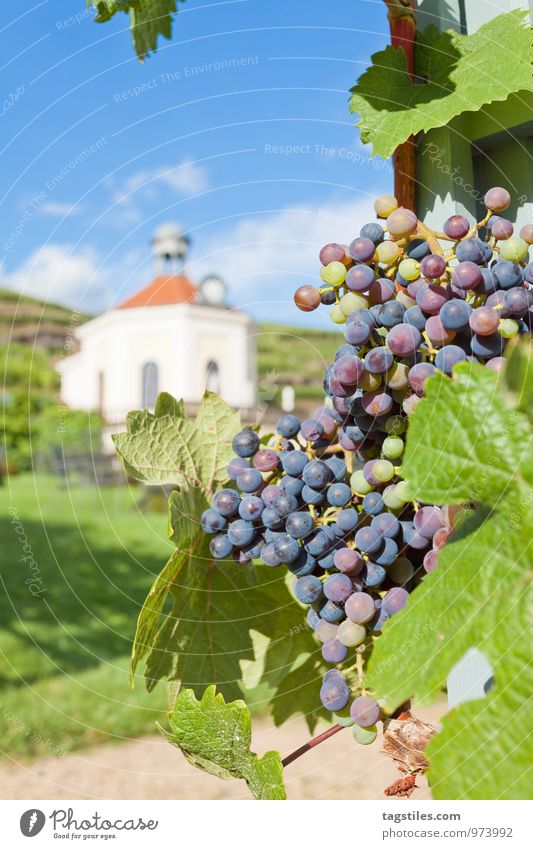 Wine Radebeul Vine Wine growing Winegrower summer egg Nature Summer Sun Sunbeam Vineyard Sky Heaven Card Idyll Tourism Saxony Dresden Relaxation Green Blue