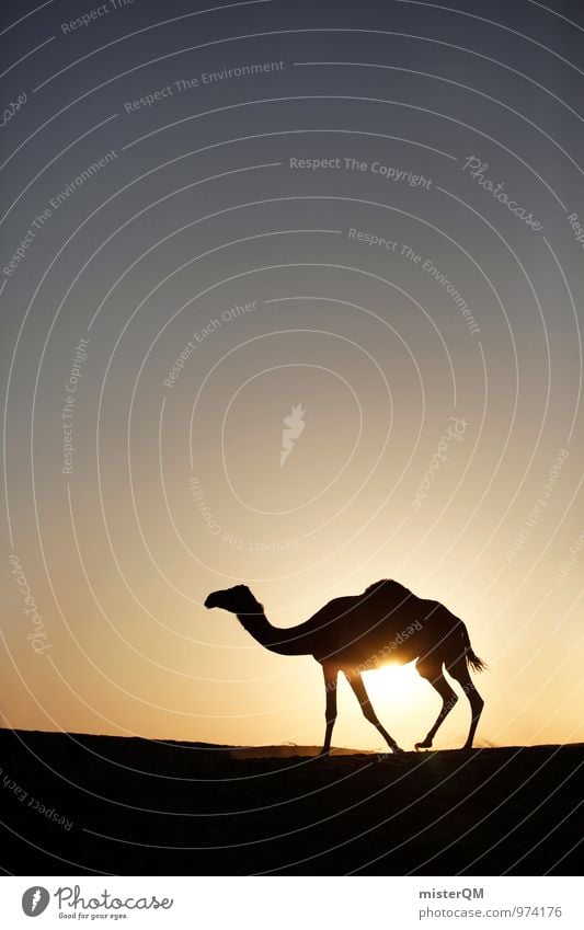 Desert Cab III Art Esthetic Contentment Camel Camel driver Camel market Horizon Warmth Idyll Sun Sunset Hot Far-off places Exotic Colour photo Subdued colour