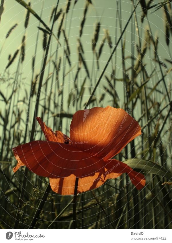 Mohno Wayside Poppy Corn poppy Flower Blossom Blossom leave Red Green Delicate Blossoming Grain Cornfield Beautiful weather Orange Faded poppy day