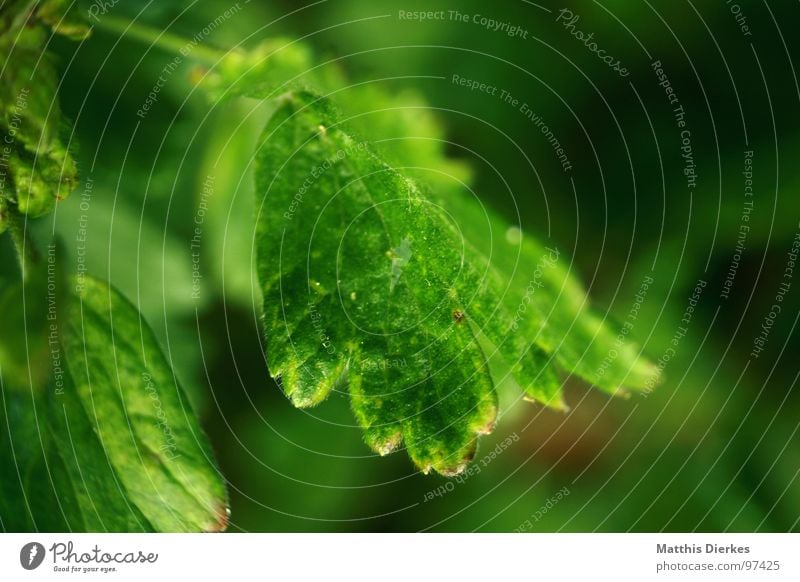 thirst Leaf Tree Flower Plant Green Lighting Glimmer Growth Fresh Decent Blur Breathe Air Balcony Summer Autumn Seasons Die of thirst Disaster Physics