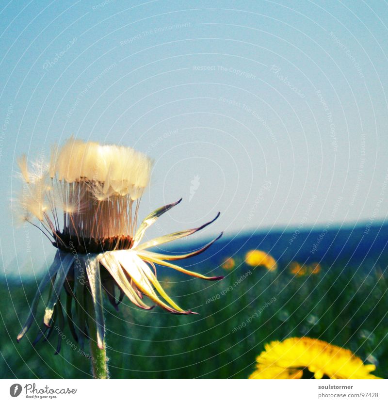 sun is shining! Dandelion Horizon Meadow Flower Infinity Sunbeam Spring Macro (Extreme close-up) Close-up Far-off places Sky Mountain Seed Flying Freedom Lamp