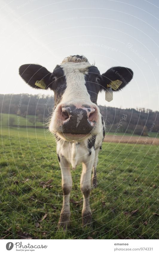 smells like cow Vacation & Travel Tourism Mountain Hiking Nature Landscape Plant Animal Sky Climate Weather Grass Meadow Field Hill Farm animal Cow 1 Looking