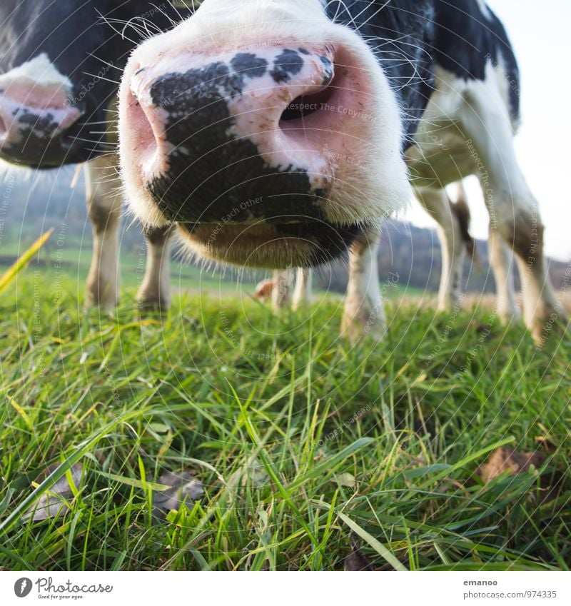 Smells like grass Nature Landscape Grass Meadow Field Hill Animal Farm animal Cow 2 Looking Fresh Wet Curiosity Odor Snout Nose Hair and hairstyles Pasture