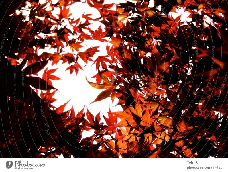 autumnal Leaf Light Dark Nature Plant Flower Sky White Red Bright red Hope Expectation Wake up Exterior shot Autumn Seasons Multicoloured Life leaves sharp