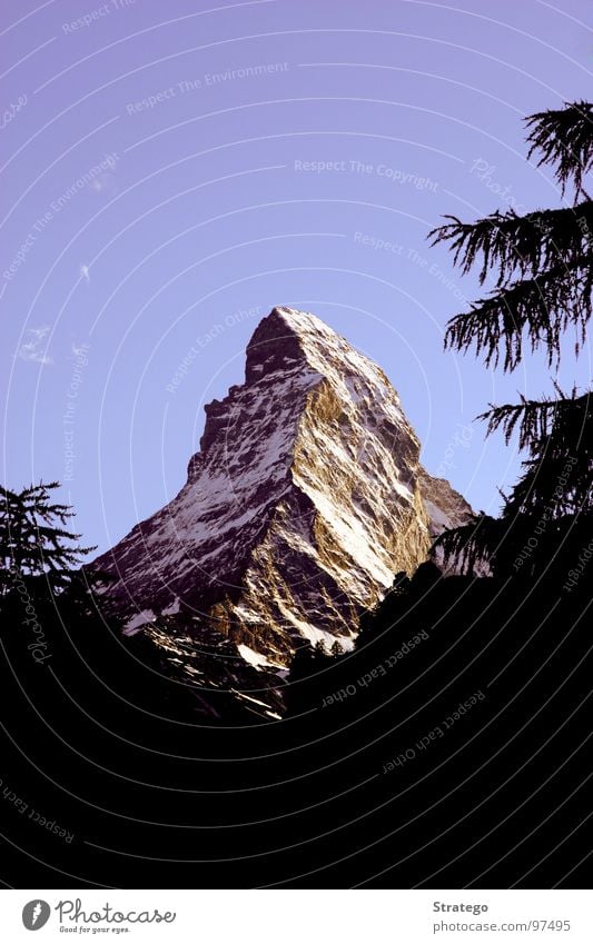 Matterhorn I Tree Fir tree Zermatt Switzerland Tourism Attraction Japanese Canton Wallis Mountaineer Landmark Summer Vacation & Travel Hiking Sublime Glacier