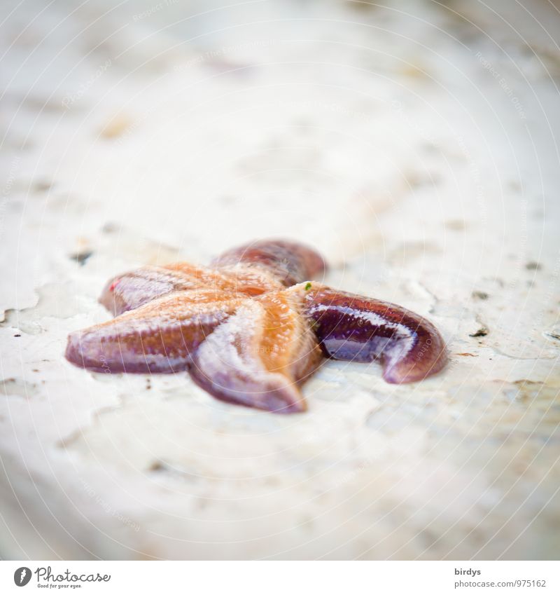 by-catch Starfish 1 Animal Near Original Beautiful Exotic Death Damp Baby animal Fishing boat Marine animal Esthetic Colour photo Subdued colour Exterior shot