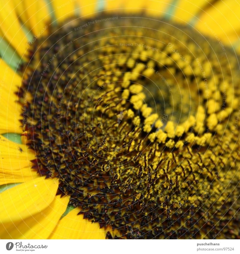 Sun Flower Sunflower Green Yellow Brown Near Things Joy Macro (Extreme close-up) Close-up Summer Happy Garden