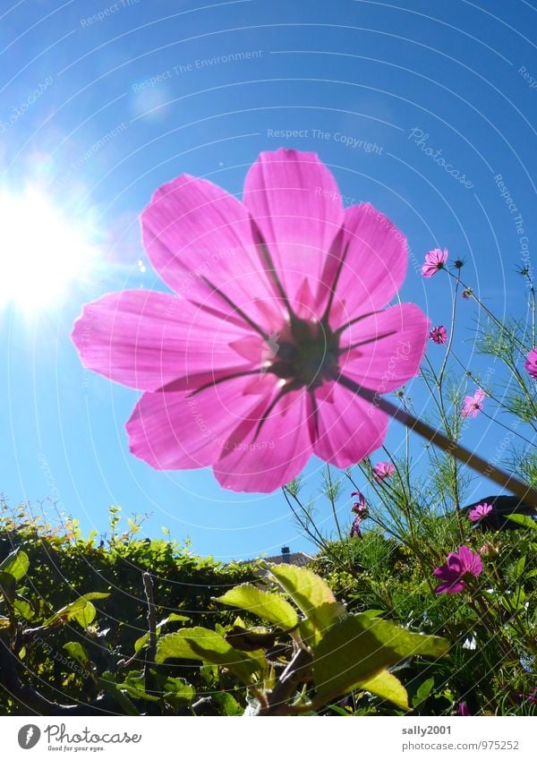 luminosity Sun Sunlight Summer Beautiful weather Plant Flower Blossom Cosmos Hedge Garden Park Touch Blossoming Fragrance Illuminate Esthetic Happiness Fresh