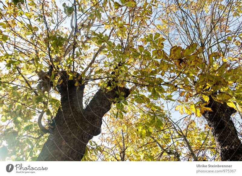 The light in the chestnuts Environment Nature Plant Sky Autumn Beautiful weather Tree Leaf Chestnut tree Tree trunk Park Illuminate To dry up Natural Warmth