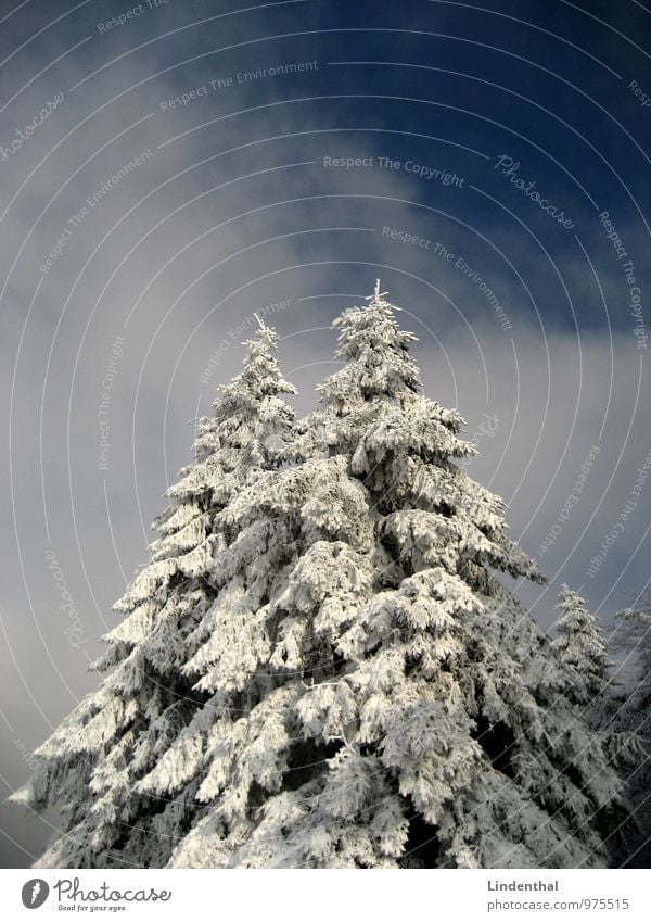 snow fir Fir tree Snow Forest Mystic Fresh Pure Clean Tree Peak Point Clouds