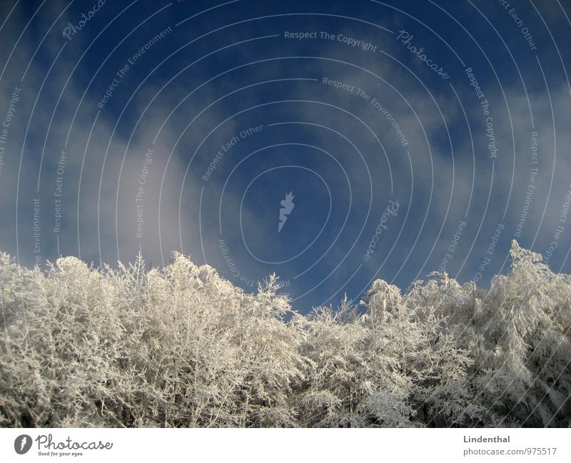 snow forest Forest Snow Blue Sky Tree White snowed over Line