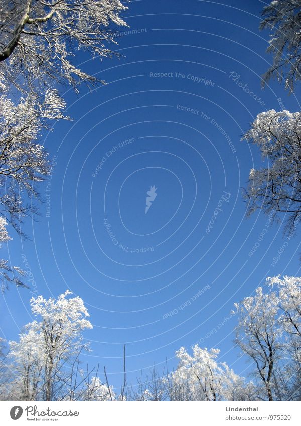 Top Forest Snow Blue Sky Tree White snowed over Looking Above Upward Middle