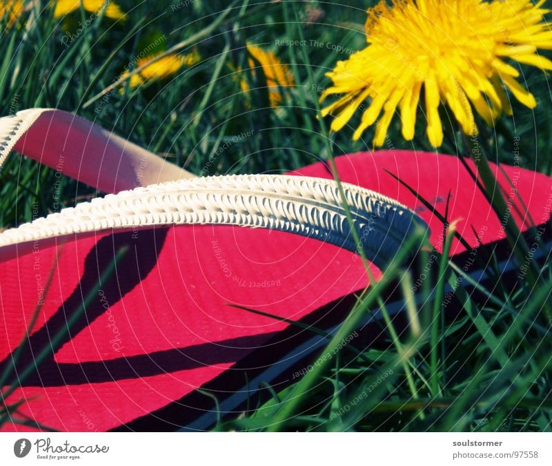 just goofing around... Flip-flops Footwear Sandal Yellow Green Red Dandelion Spring Meadow Grass Relaxation Break Rest Flower Plant Going Stand Under Calm