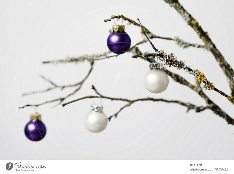 AutumnWinterDecoration Nature Plant Moody Branch Autumnal Christmas & Advent Sphere Glitter Ball Bright White Violet Colour photo Interior shot Studio shot