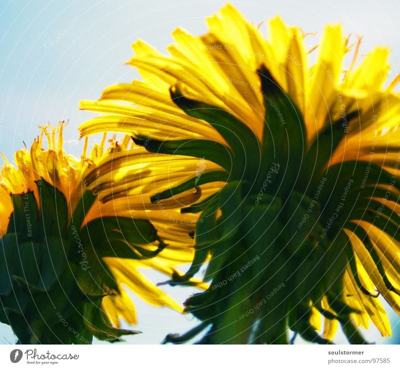 safeguarded Dandelion Flower Plant Green Yellow Worm's-eye view Macro (Extreme close-up) Summer Spring Sprout Safety (feeling of) Duck down Stoop Looking