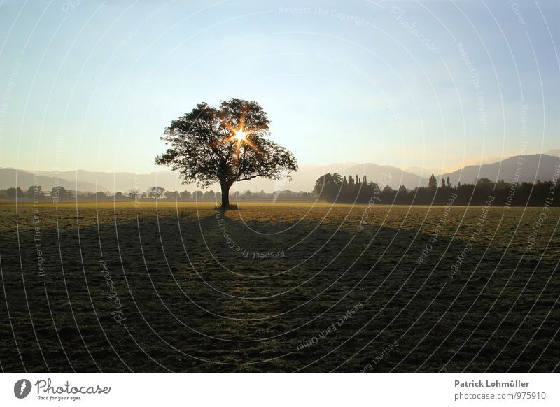 autumn morning Environment Nature Landscape Earth Cloudless sky Sun Sunlight Autumn Beautiful weather Tree Meadow Mountain Freiburg im Breisgau Germany Deserted