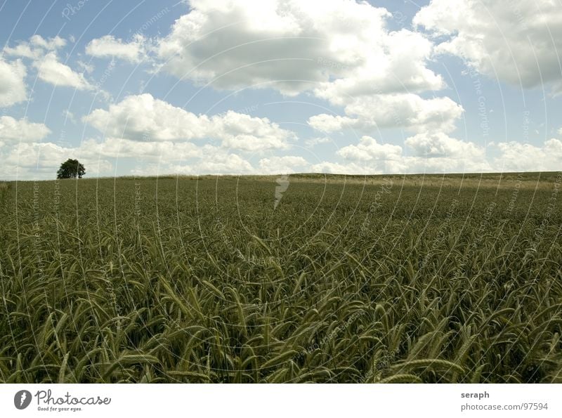 Fields Meadow Rye Wheat Barley Horizon Environmental protection Blade of grass Ear of corn Ecological Cornfield Rural Agriculture Grain Nature Landscape Plant