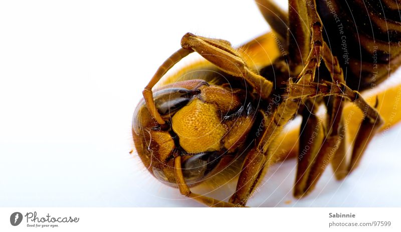 Corner Hornet II Insect Delicate Motionless Yellow Brown Pierce Compound eye Folded Looking Macro (Extreme close-up) Close-up Death Wing Flying face Legs Spine