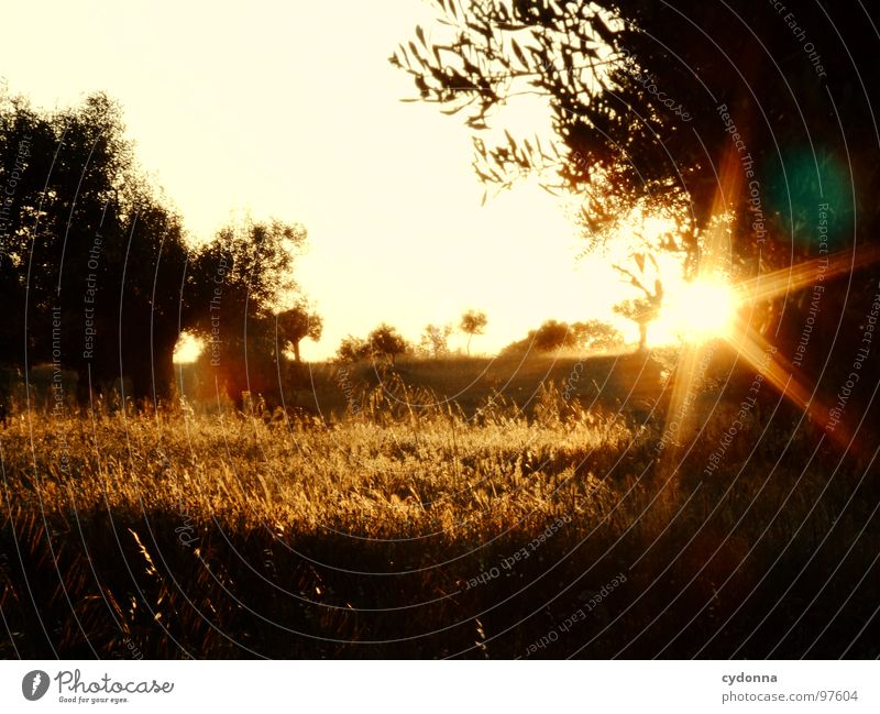 An evening in the olive grove I Portugal Vacation & Travel Tourism Discover Foreign Summer Beautiful Curiosity Green Light Desire Loneliness Primordial Remote