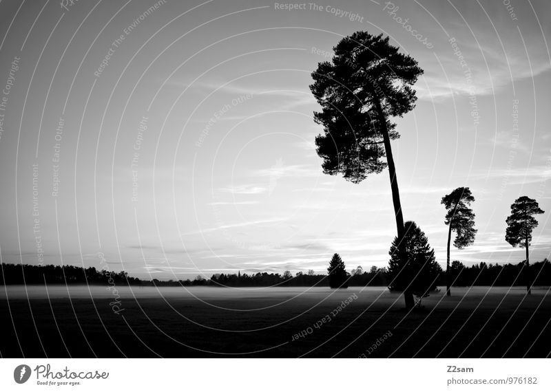 rest Environment Nature Landscape Sky Autumn Fog Tree Bushes Meadow Dark Sustainability Natural Calm Loneliness Relaxation Idyll Cold Shame Moody