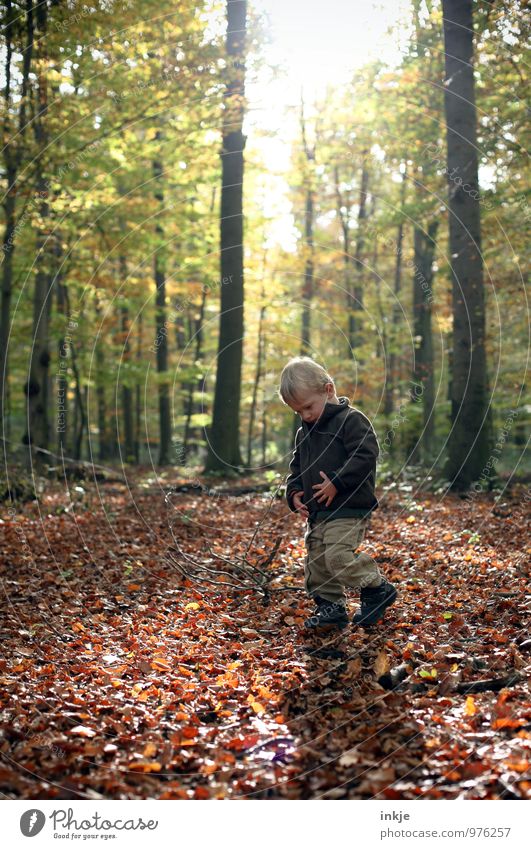 walk in the woods Senses Calm Leisure and hobbies Trip Hiking To go for a walk Nature Sun Sunlight Autumn Beautiful weather Tree Deciduous forest Leaf