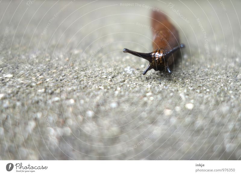 nudibranch Animal Wild animal Snail Animal face Slug Feeler 1 Simple Disgust Long Naked Brown Gray Slimy Crawl Slowly Colour photo Exterior shot Close-up