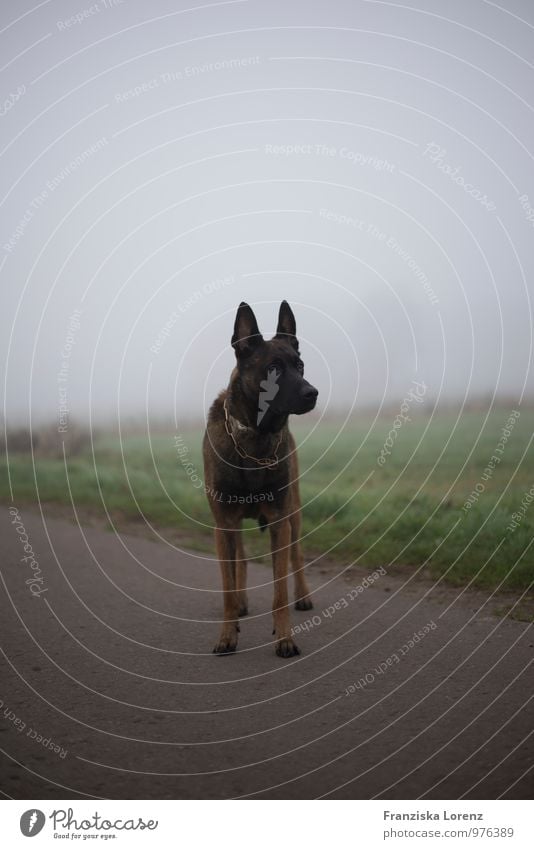 stroll Nature Landscape Fog Field Animal Pet Dog 1 Observe Stand Wait Self-confident Loyal Love of animals Colour photo Subdued colour Exterior shot Blur