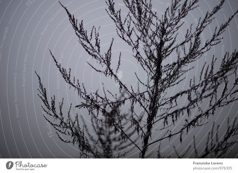 down there Freedom Nature Landscape Plant Sky Autumn Fog Bushes Field Natural Gray Black Loneliness Elegant Mysterious Black & white photo Exterior shot