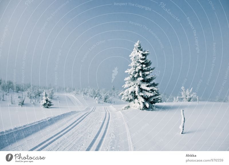 Winter, enchanted Nature Landscape Bad weather Storm Snow Fir tree Hill Blue Emotions Moody Wisdom Mysterious Serene Contentment Perspective Calm Far-off places