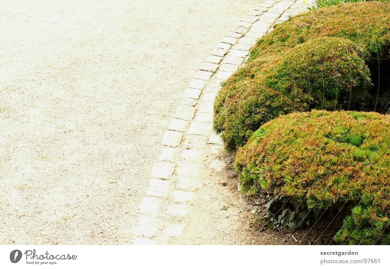 round thing Bushes Green Round Gutter Gravel White Turn off Plant Park Wayside Summer Abbreviate Bonsar Culture Art Garden art Botany Nature Relaxation