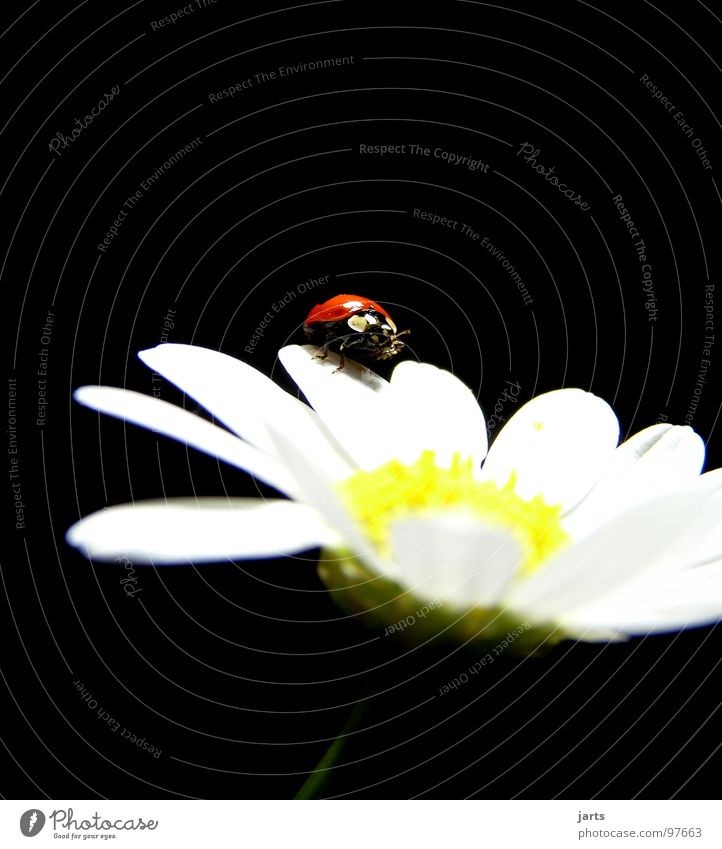 M+M Ladybird Flower Summer Blossom Red margarite Beetle Point jarts June beetle Marguerite