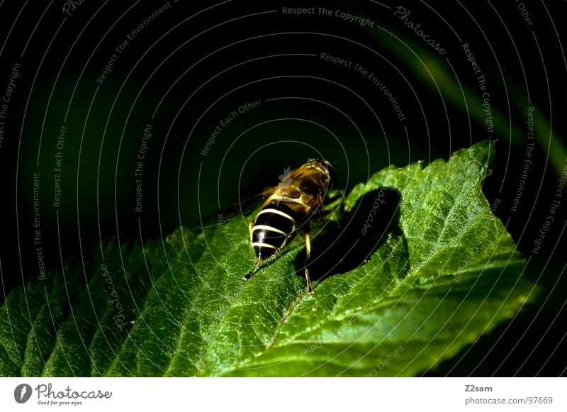 sunbathe Leaf Macro (Extreme close-up) Bee Insect Wasps Beginning Launch pad Green Animal Ready sunshine Close-up Wing Flying Upward Nature fly