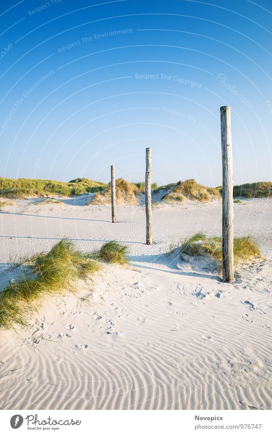 coastal dune Saint Peter-Ording Beach Nature Landscape Sand Cloudless sky Summer Plant Grass Foliage plant Hill Coast Wood Blue Yellow Green duene