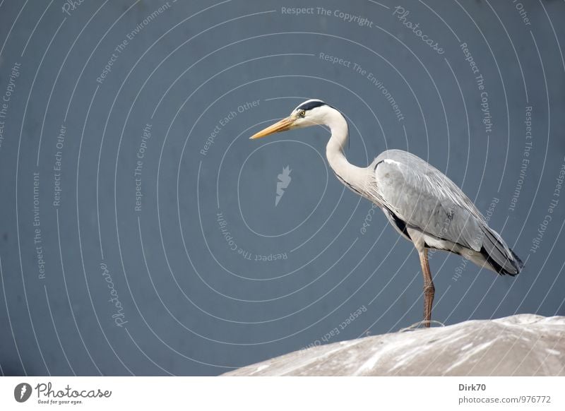 Classic pose Animal Spring Beautiful weather Istanbul Turkey Downtown Market stall Fish market Roof Wild animal Bird Heron Grey heron 1 Covers (Construction)