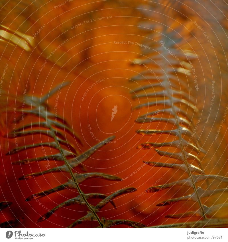 fern death Plant Dry Romance Enchanted forest Summer Autumn Physics Brown Colour Transience polypodiophyta pteridophyta Pteridopsida Dried Old Death Nature Life