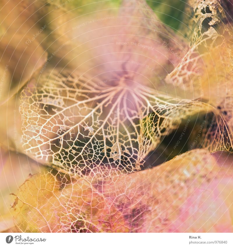 Filigree II Garden Autumn Natural Transience Change Hydrangea blossom Blossom leave Delicate Fragile Rachis Macro (Extreme close-up) Section of image