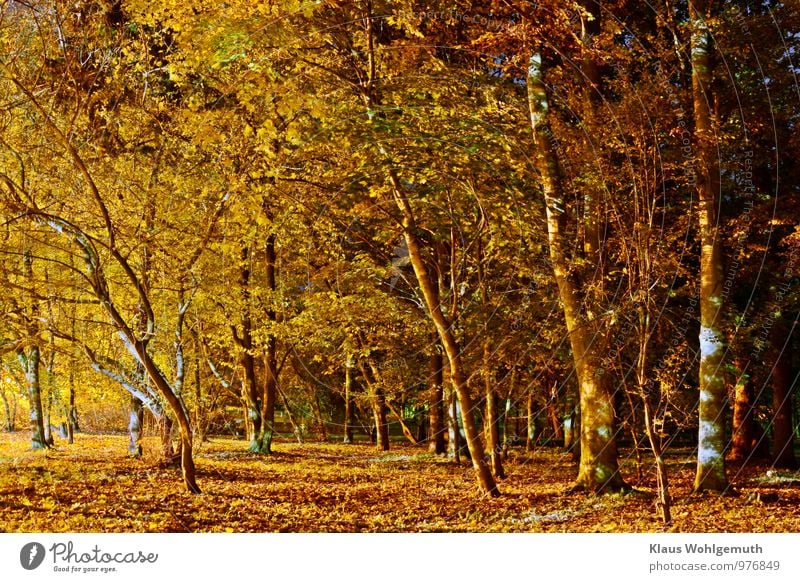 "My inexhaustible park" ;-) Environment Nature Plant Autumn Tree Leaf Park salow Village Blue Brown Yellow Gold Green Black Colour photo Exterior shot Deserted