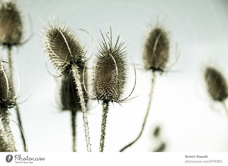 thistles - dried up Nature Plant Sky Autumn Winter Wild plant Thistle Faded To dry up Old Esthetic Authentic Dark Simple Natural Retro Beautiful Point Thorny